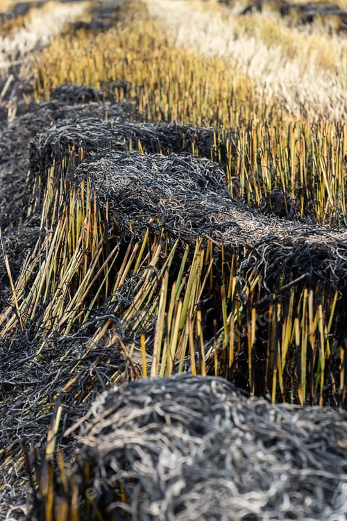 Preview: Burning Rice Straw In The Growing Season.