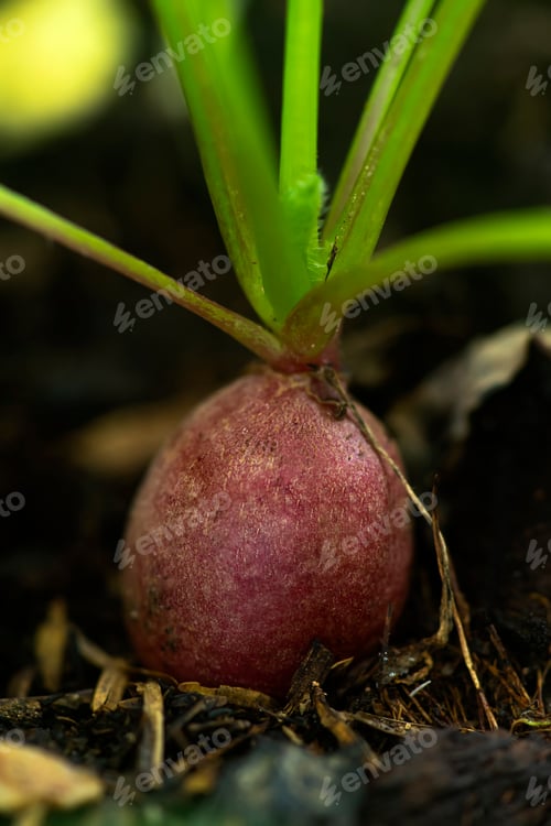 Preview: Close Up Of Radish Plants In Soil.