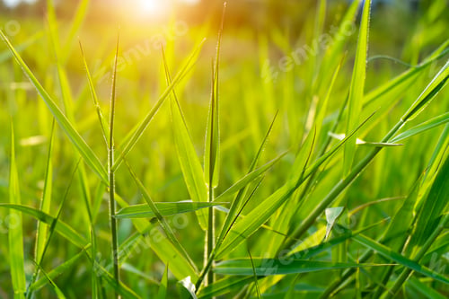 Preview: Close Up Grass Leaves With Sunlight In Blur Background.