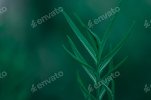 Preview: Green Leaf In Garden At Dark Tone. Natural Green Plants Landscape Using As A Background Or