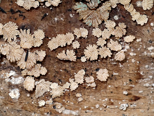 Preview: Close Up Of Schizophyllum Commune Mushrooms On Wood.