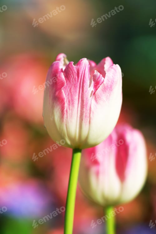 Preview: Tulips Are Blooming In The Garden.