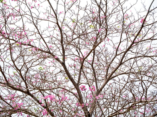 Preview: Pink Trumpet Flower (Tabebuia Rosea Tree) On White Sky Background