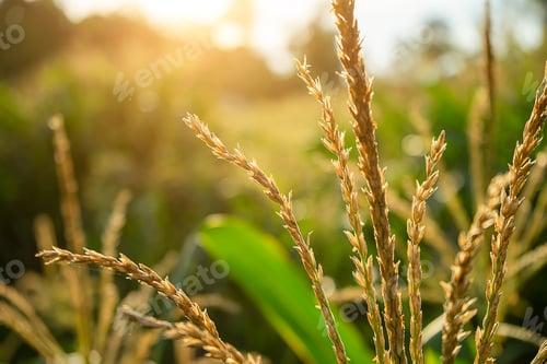 Preview: Close Up Pollen Of Corn Flower With Sunlight
