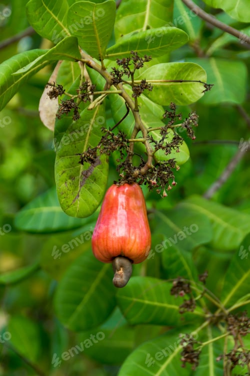 Preview: Cashew Growing On A Tree