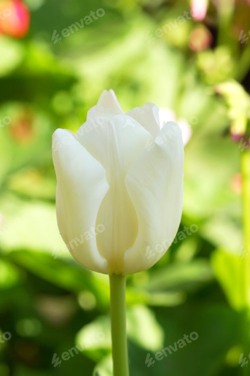 Preview: Tulips Are Blooming In The Garden.