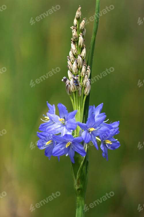 Preview: Light Purple Flowers Of Monochoria Elata Ridl.