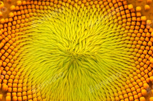 Preview: Pollen And Petals Of Sunflowers.