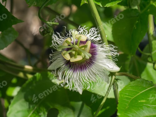 Preview: Close Up Of The Passion Fruit Flower. (Passiflora Edulis Sims)