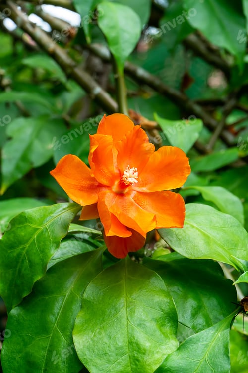 Preview: Close Up Of Orange Wax Rose Flower With Leaf. (Pereskia Bleo)