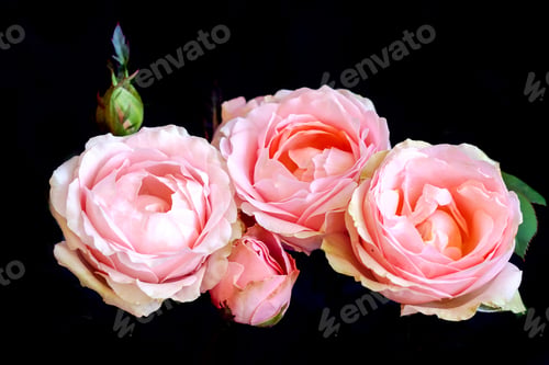 Preview: Pink Rose Flower