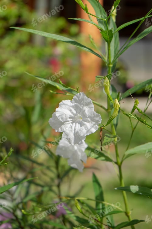 Preview: Close Up White Britton'S Wild Petunia, Mexican Bluebell, Mexican Petunia Flower. (Ruellia Simplex)
