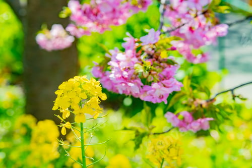 Preview: Beautiful Pink Kawazu Cherry Blossoms
