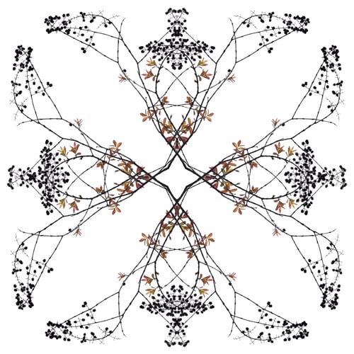 Preview: Twigs And Leaves In The Spring. (Lagerstroemia Macrocarpa)