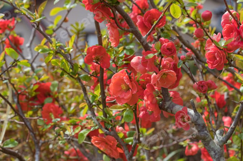 Preview: Spring Red Flowers