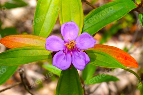 Preview: Purple Wild Flowers Of Melastoma Malabathricum L. Subsp.