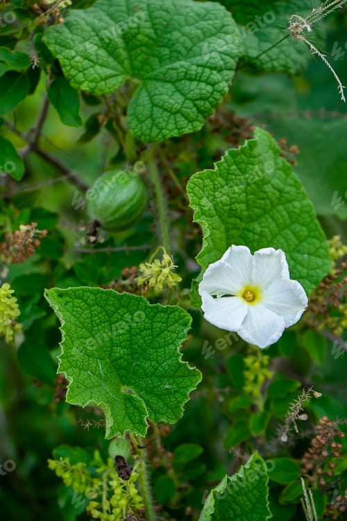 Preview: Close Up Gymnopetalum Integrifolim Plant.