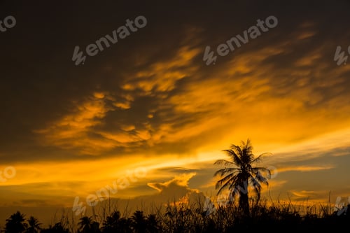 Preview: Black Silhouette Of A Tree With An Orange Cloud.