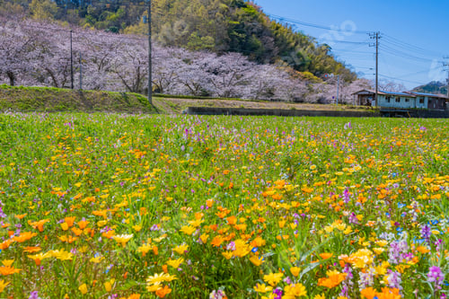 Preview: A Flower Field Using Rice Fields In Matsuzaki-Cho, Kamo-Gun, Shizuoka Prefecture