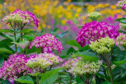 Preview: Hydrangea And Colorful Flowers In Early Summer