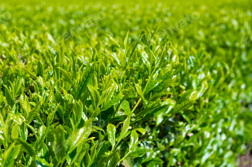 Preview: Tea Fields In Oobuchi Sasaba, Fuji City, Shizuoka Prefecture
