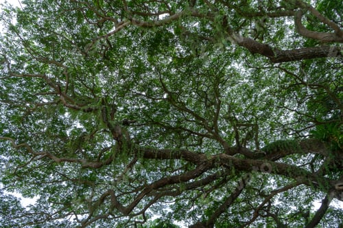 Preview: Under Rain Tree Or East Indian Walnut Background. (Scientific Name Samanea Saman).