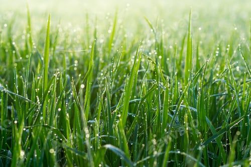 Preview: Fresh Grass With Dew Drops In The Morning.
