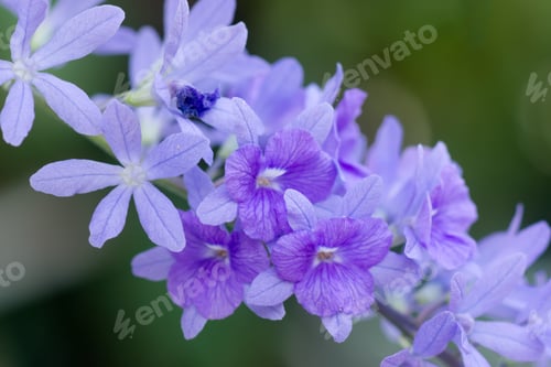 Preview: Violet Flower Of Petrea Flowers.