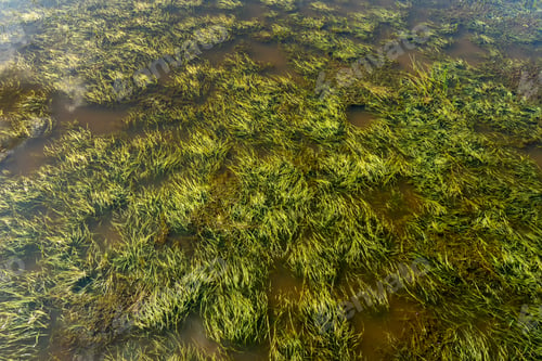 Preview: Green Grass In The Wetland.