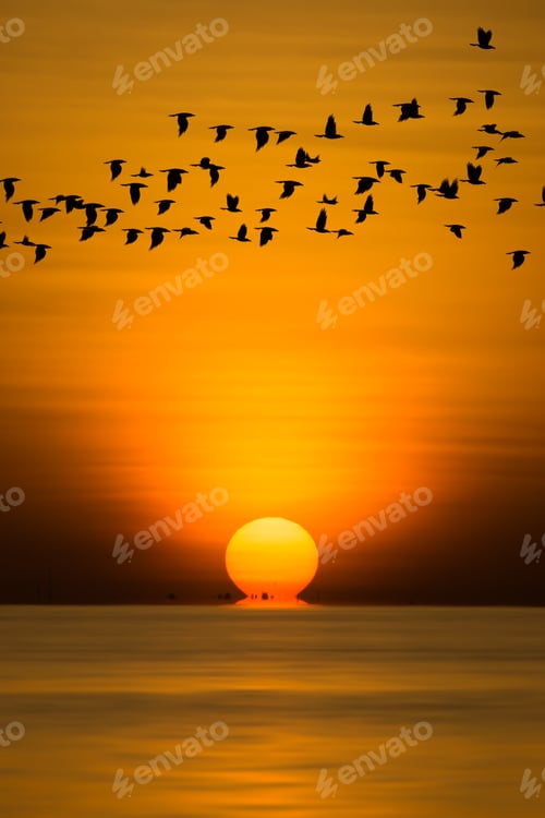 Preview: Big Sunrise In Golden Hour At The Lake With Shadow Of Flying Birds.
