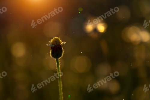Preview: Soft Focus Of Coat Buttons Or Mexican Daisy Flower With Sunlight And Floating Dust. (Tridax