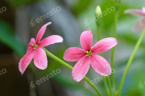 Preview: Rangoon Creeper Flower