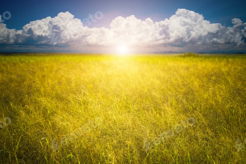 Preview: Flower Grass And Sun Light.