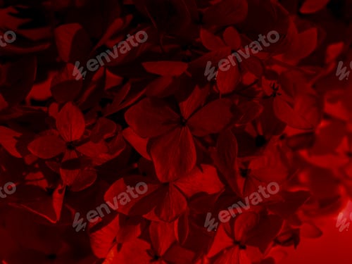 Preview: Close Up Dry Hydrangea Flower With Red Color Filter Background.