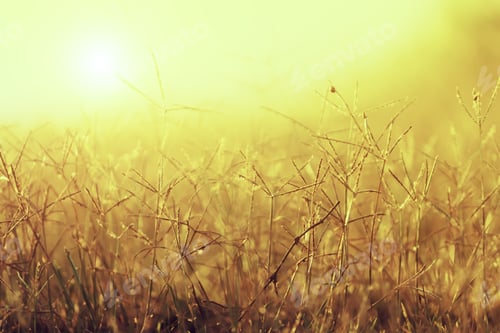 Preview: Flower Grass With Sunlight In Vintage Color.