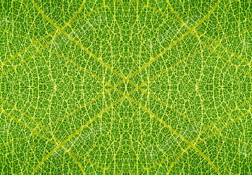 Preview: Texture Of Green Leaves Background.