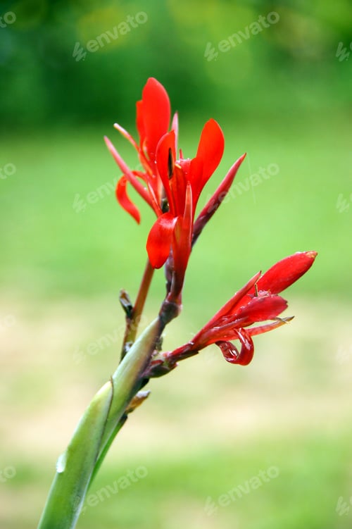 Vorschau: Rote Canna-Blumen.