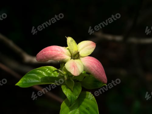 Preview: Close Up Dond Flower (Scientific Name Mussaenda Spp.) With Dark Background