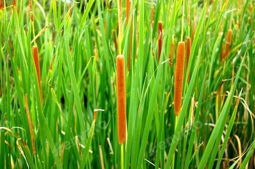 Preview: Flower Of Thai Papyrus (Typha Angustifolia)