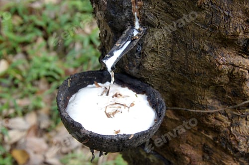 Preview: Rubber Latex Of Rubber Trees.