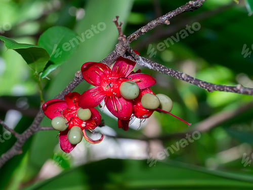 Preview: Close Up Seed Of Micky Mouse Tree On Branch With Blur Background. (Scientific Name Ocha Kirkii
