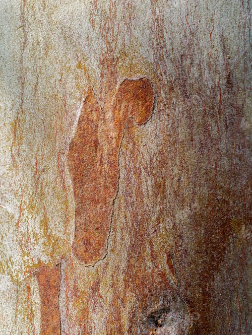 Preview: Close Up Bark Of Eucalyptus Tree. (Scientific Name - Eucalyptus Globulus Labill)