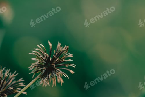 Preview: Grass Flowers Curcular Shape In The Nature Background With Sun Set, Soft Focus The Beautiful A