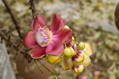 Preview: Canonball Flower (Couroupita Guianensis)