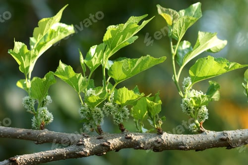 Preview: Green Raw Mulberry On The Tree