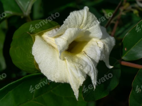 Preview: Close Up Of Gac Fruit Flower. (Momordica Cochinchinensis)
