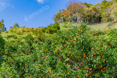 Preview: Mandarin Orange Plantation