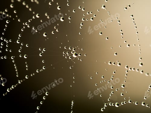 Preview: Water Drop On Web.