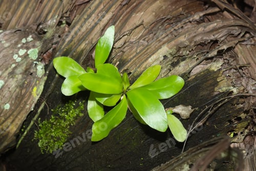 Preview: Small Leaves Of The Bird'S Nest Fern (Asplenium Nidus) On Tree.