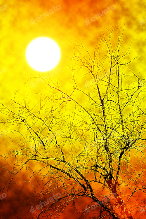Preview: Sunset Scene And Dried Trees
